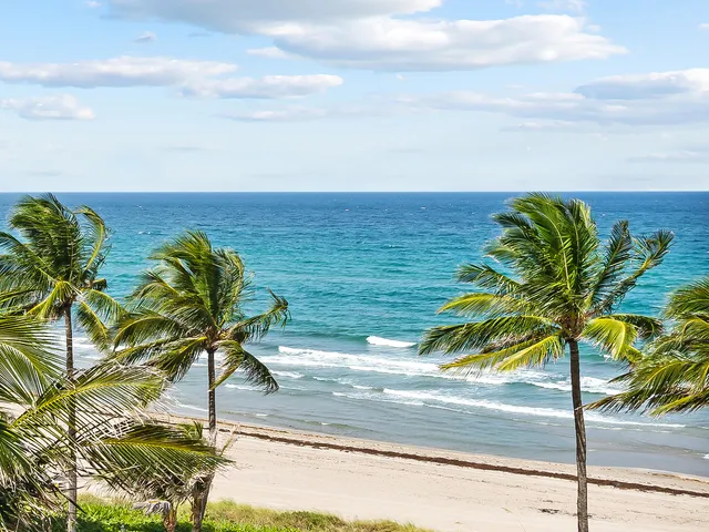 a view of a beach with a palm tree