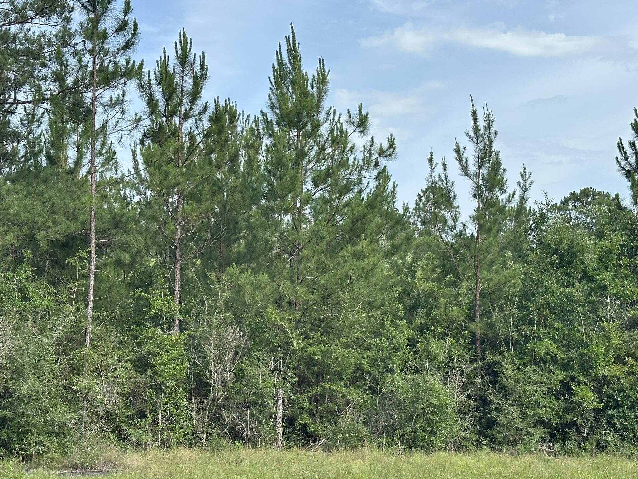 Parcel E Old River Road Baker, FL 32531 - Photo 2 of 7 IMG_0357