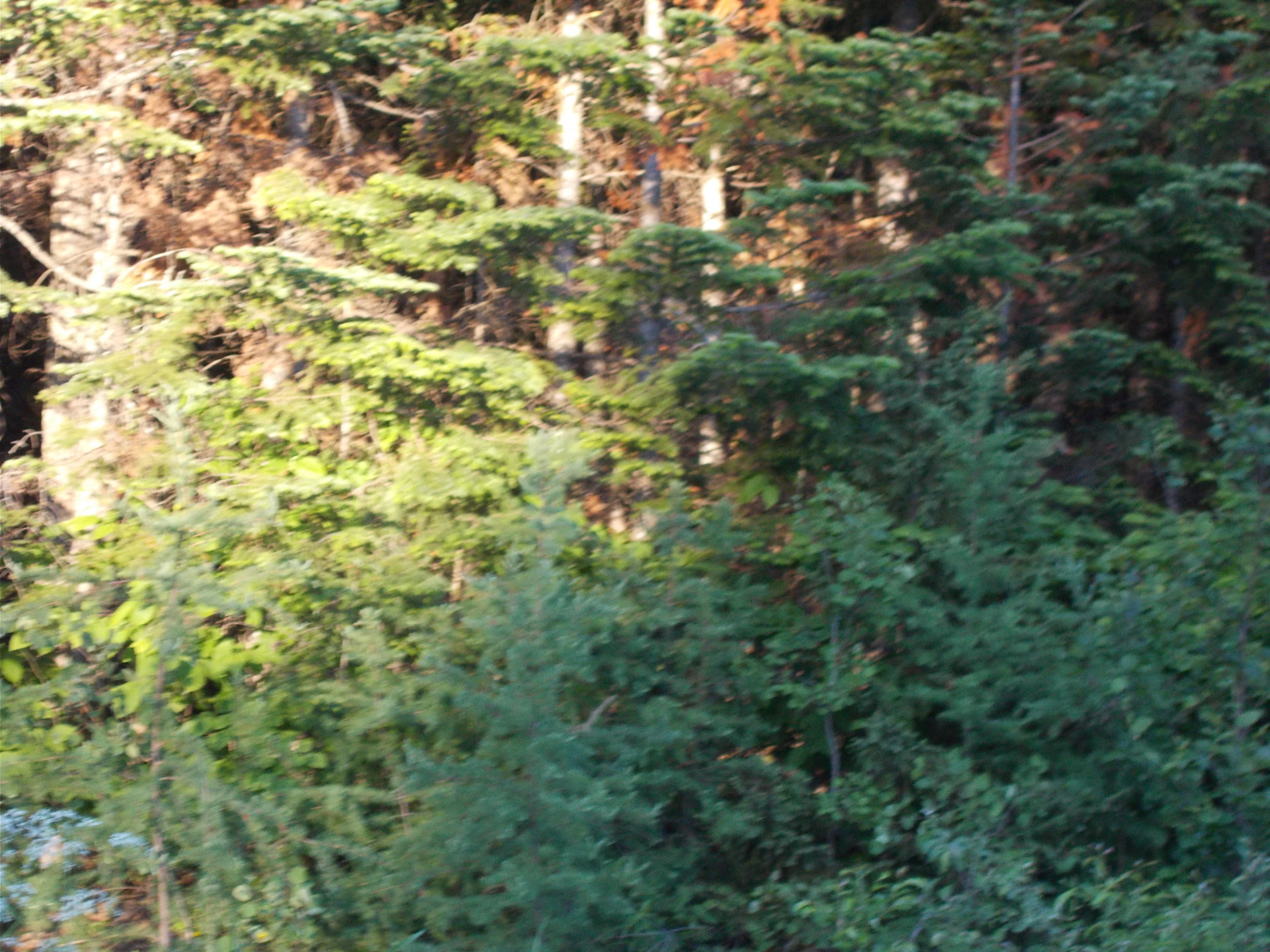 L22.1 Haney Road Caribou, ME 04736 - Photo 1 of 5 DSCN5996