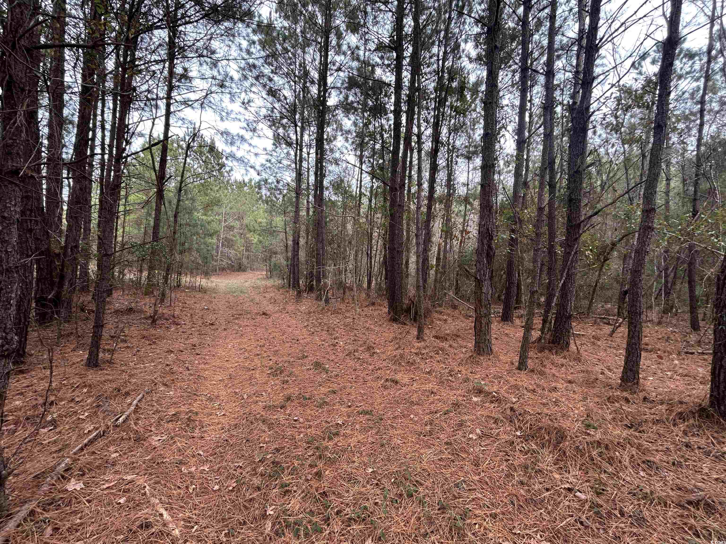 746 Highway 746 Loris, SC 29569 - Photo 16 of 26 View of tree filled area