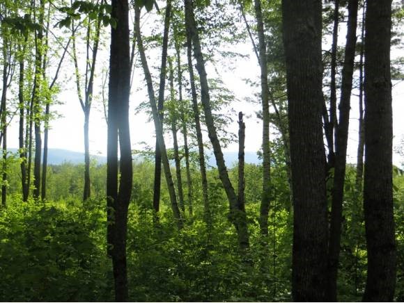 201 Mountain Road Sandwich, NH 03227 - Photo 1 of 1