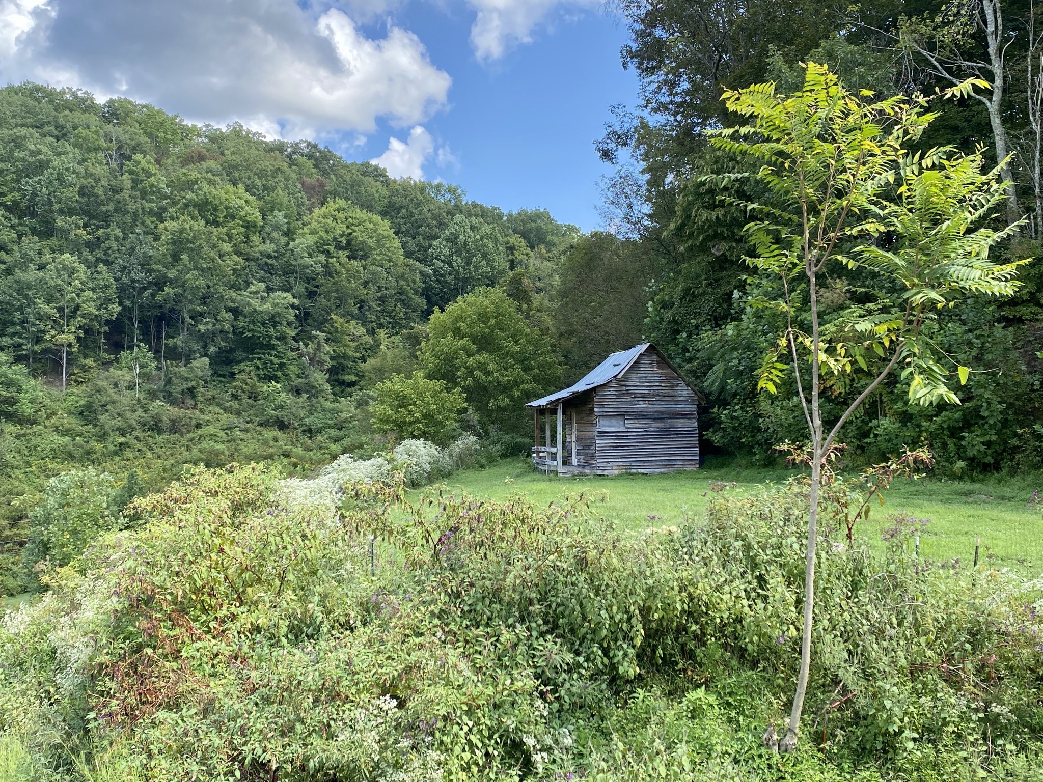 2528 Adamson Branch Road Liberty, TN 37095 - Photo 3 of 22 a big yard with lots of green space