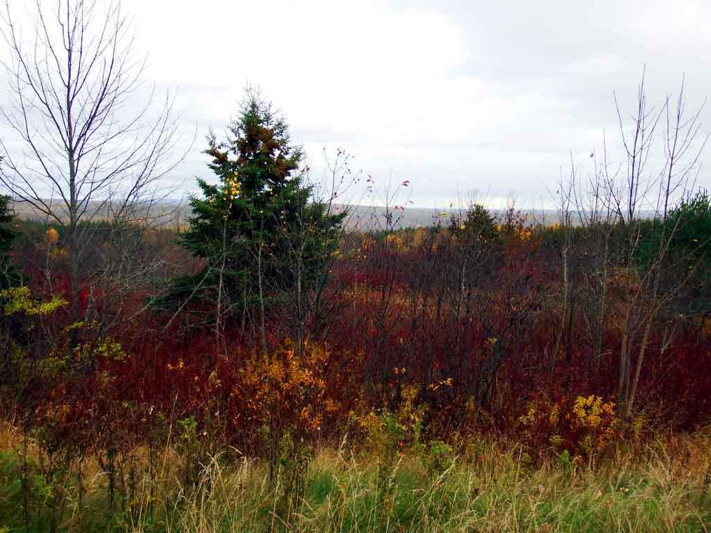 Lot 16 Rte 11 Patten, ME 04765 - Photo 15 of 32 patten-me-land-zannini-3