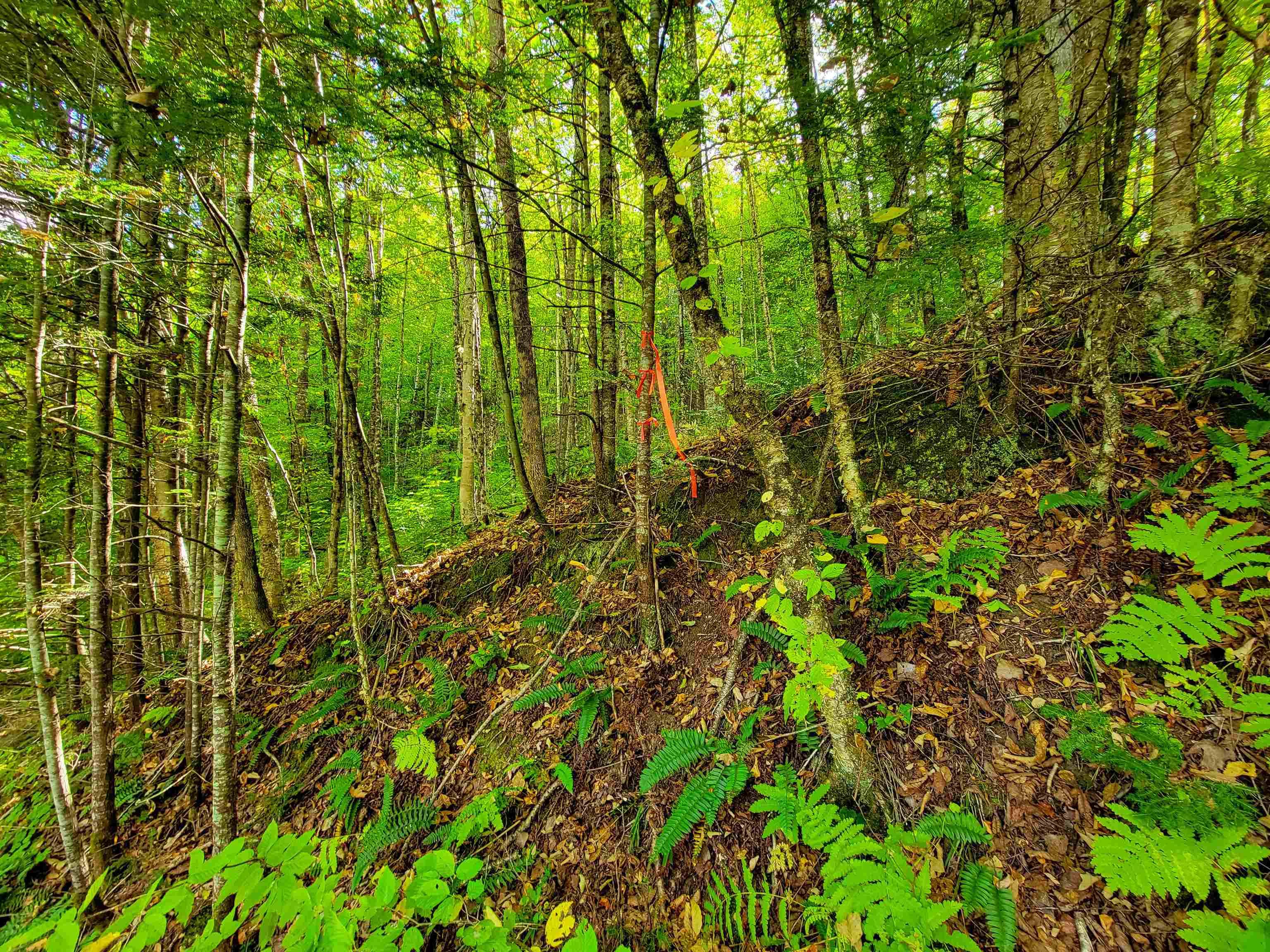 6 Meadowbrook Lane Chelsea, VT 05038 - Photo 23 of 55