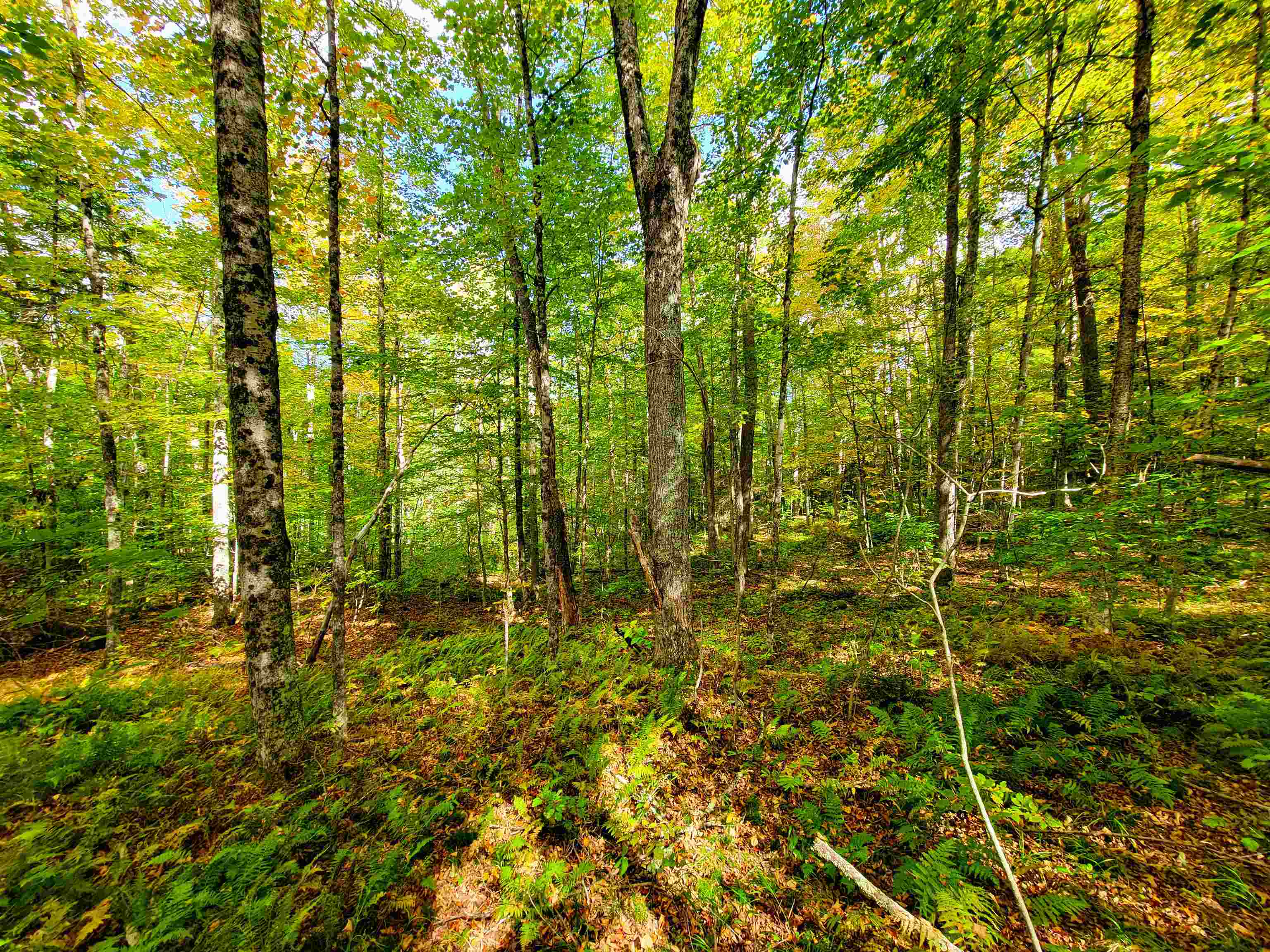 6 Meadowbrook Lane Chelsea, VT 05038 - Photo 39 of 55