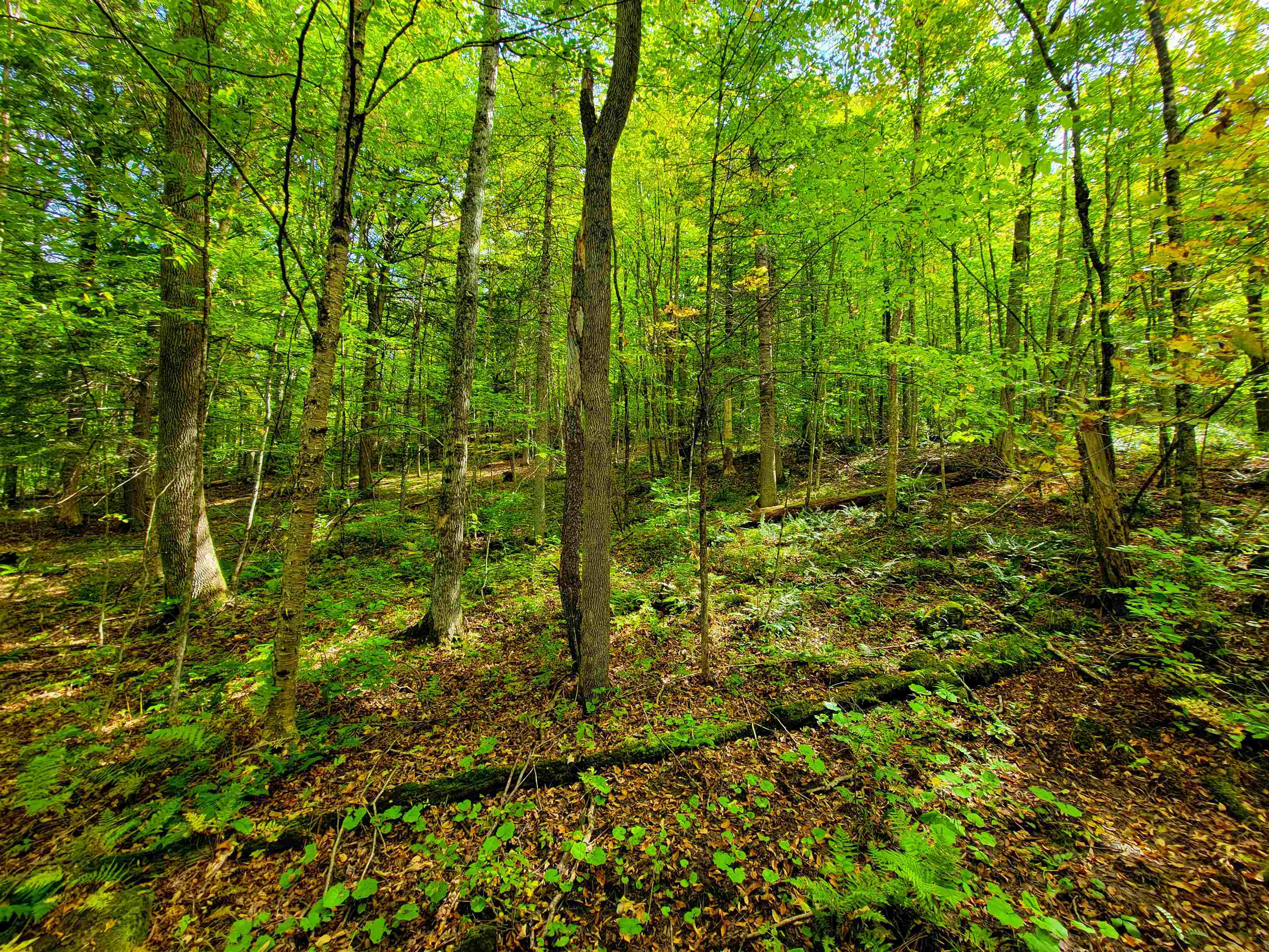 6 Meadowbrook Lane Chelsea, VT 05038 - Photo 43 of 55