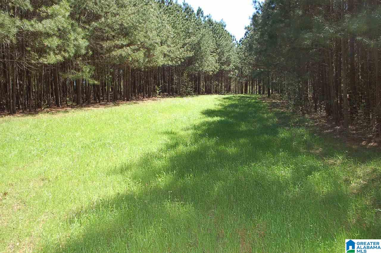 2986 Corner Road Warrior, AL 35180 - Photo 8 of 31 Gallery Image 8
