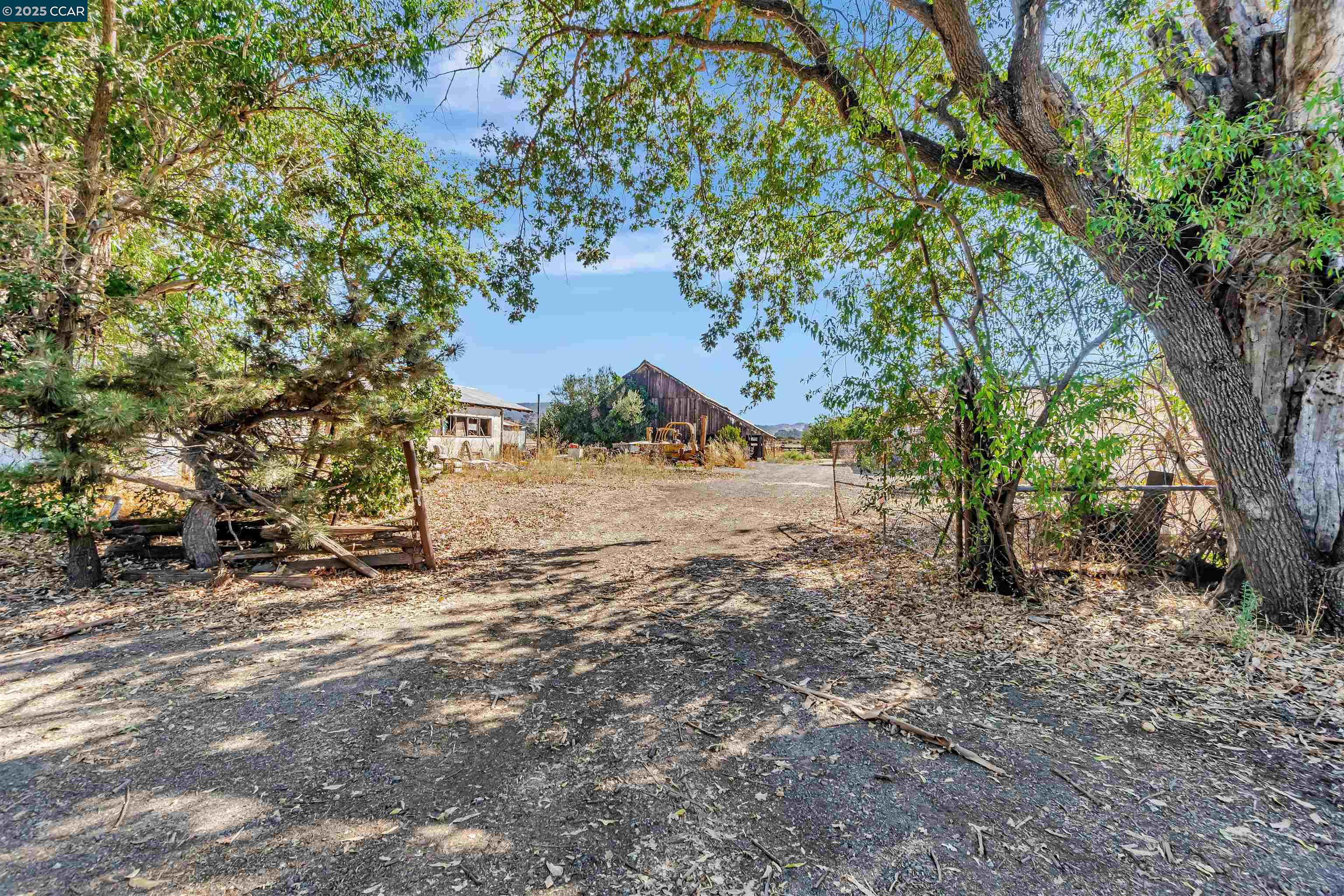 a view of a yard with plants and a large tree