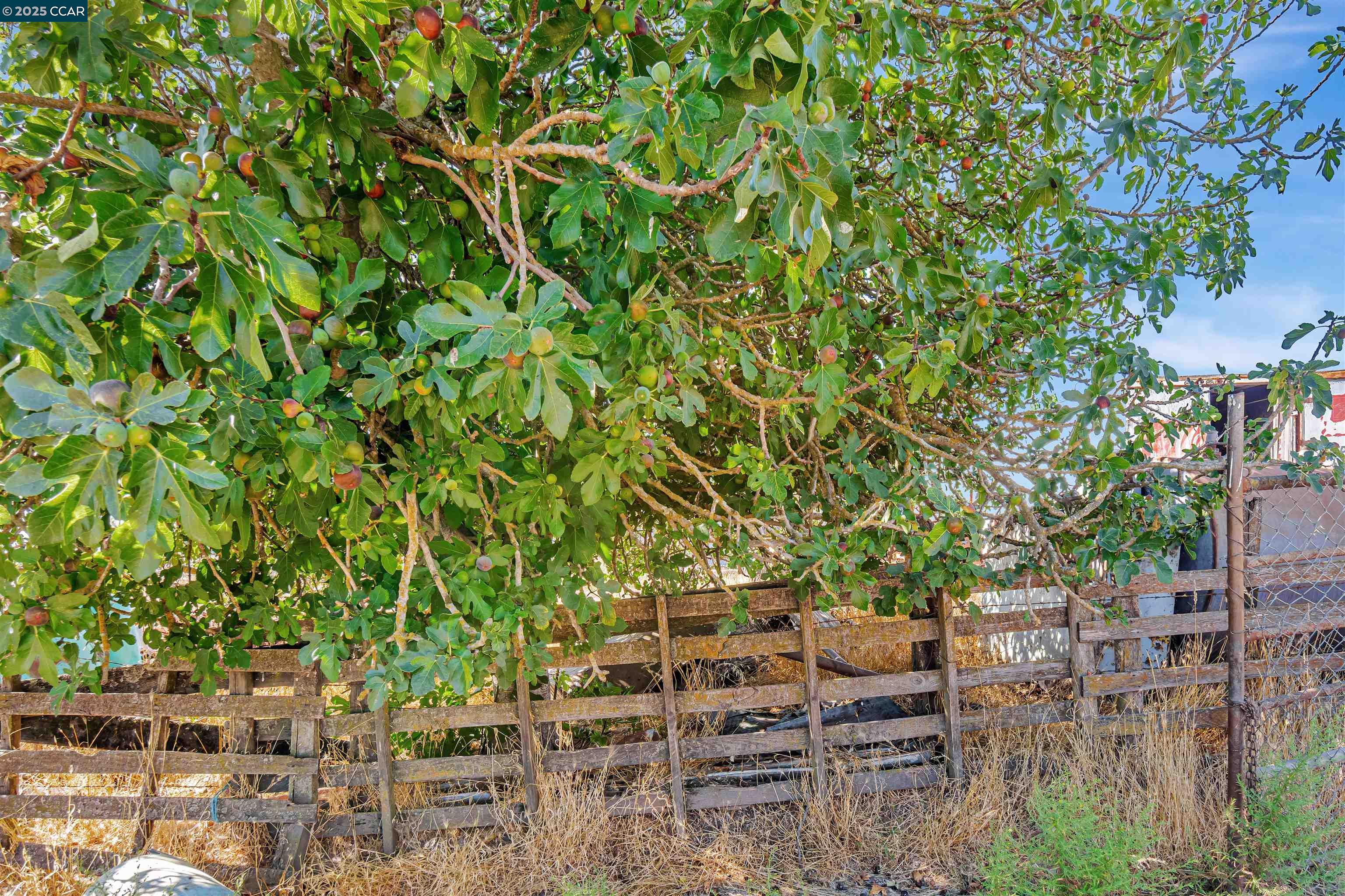 21200 Silva Road Sonoma, CA 95476 - Photo 7 of 41 a backyard of a house with lots of green space