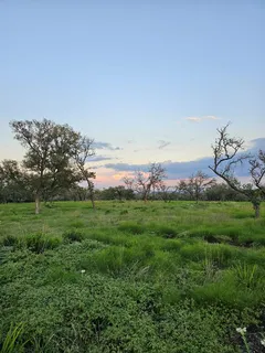 a view of a field with an ocean and trees in the background