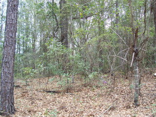 1 Weathersby Road Salley, SC 29137 - Photo 1 of 1