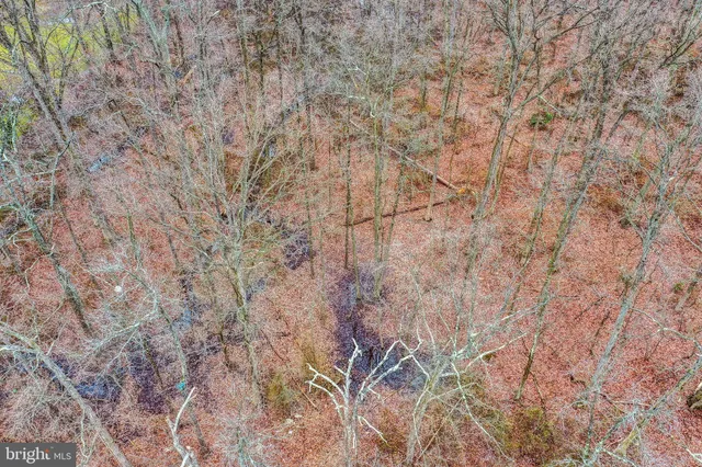 a view of bath room with a tree