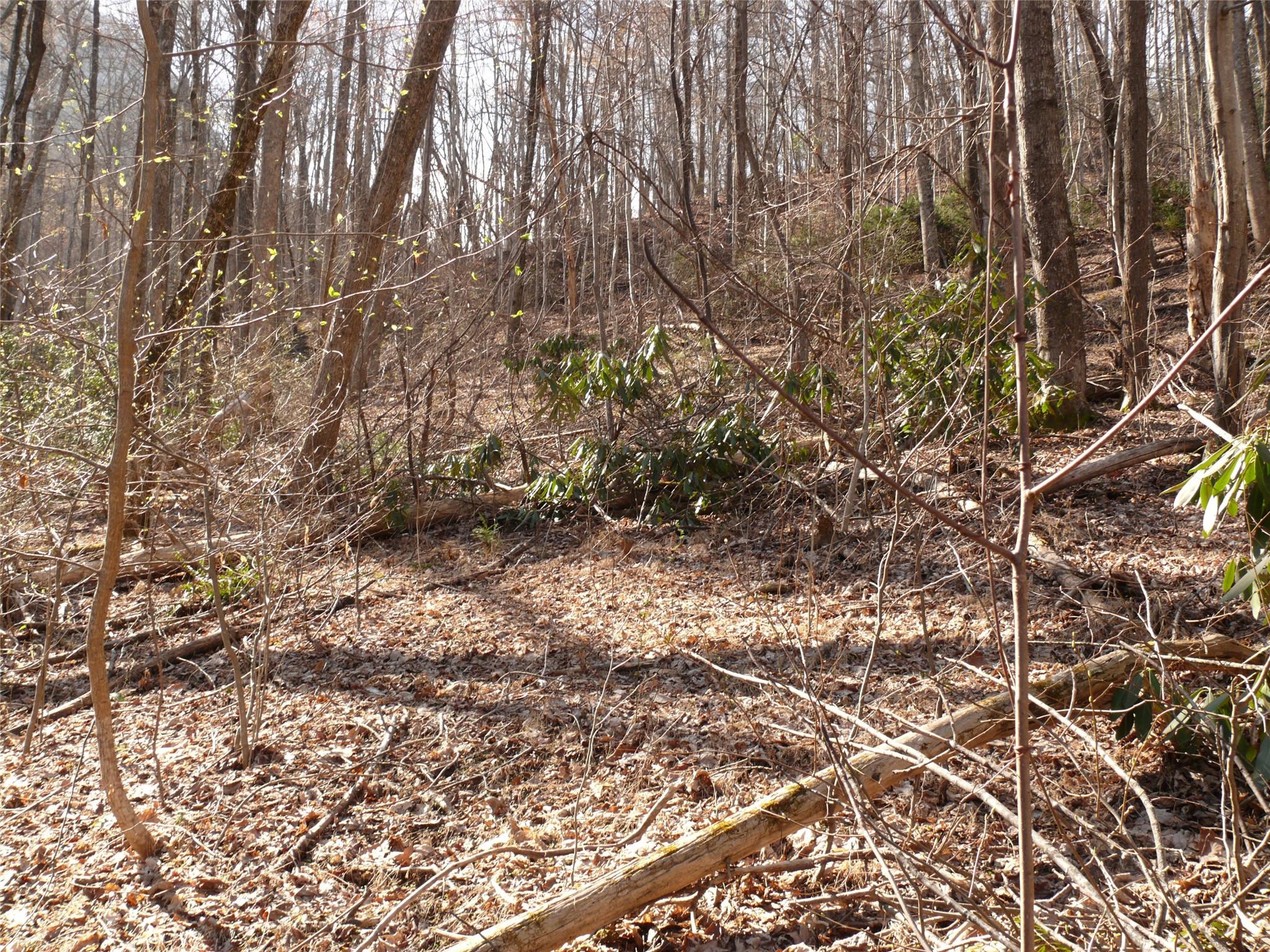 Lot 211 Quail Ridge Rd Lake Lake Lure, NC 28746 - Photo 13 of 25 a view of a yard with a tree