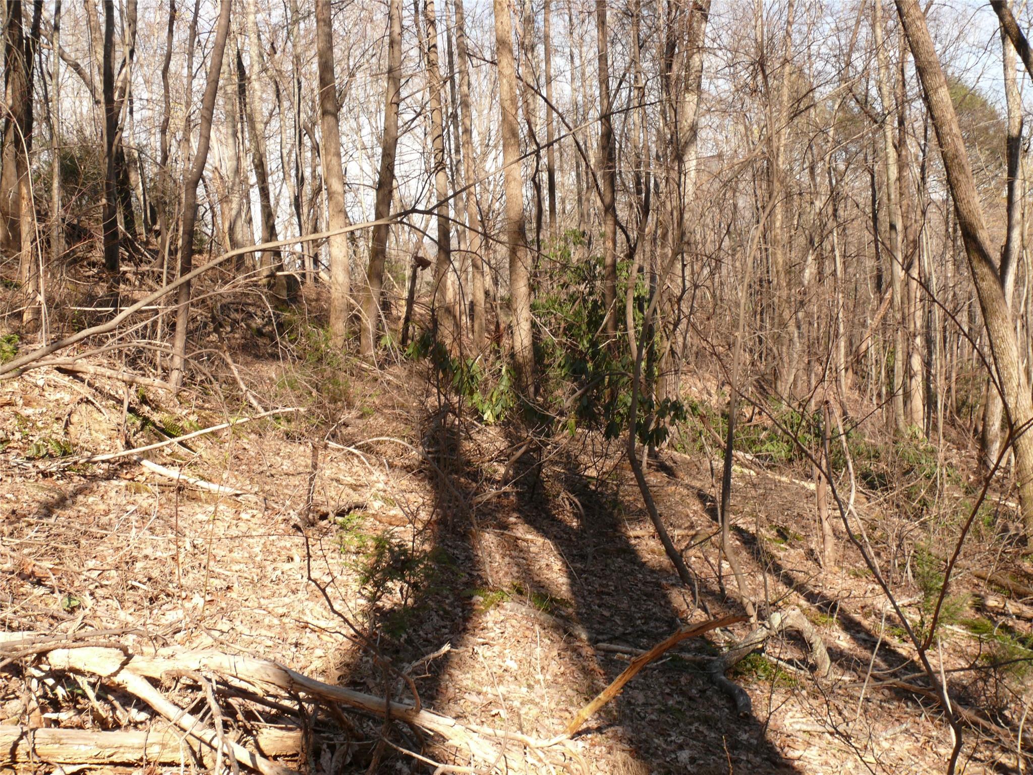 Lot 211 Quail Ridge Rd Lake Lake Lure, NC 28746 - Photo 15 of 25 a view of tree