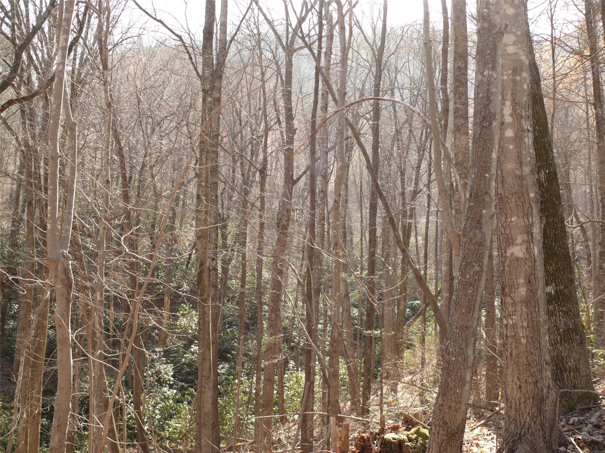 Lot 211 Quail Ridge Rd Lake Lake Lure, NC 28746 - Photo 5 of 25 a view of a yard with lots of trees