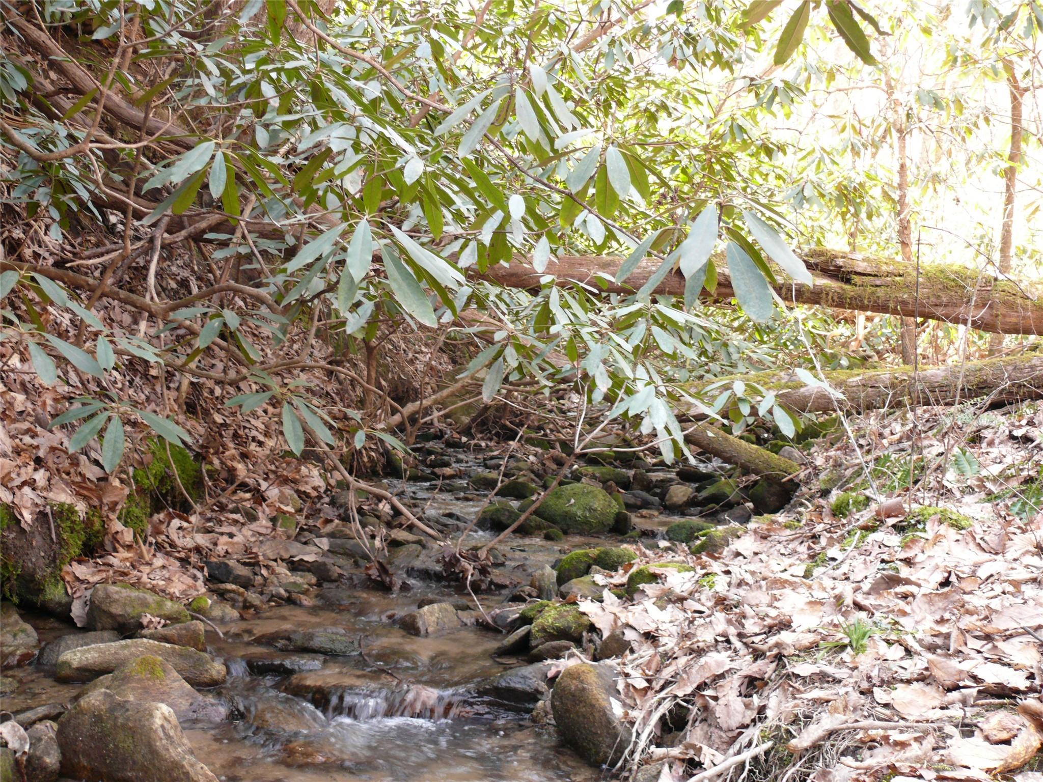 Lot 211 Quail Ridge Rd Lake Lake Lure, NC 28746 - Photo 6 of 25 a picture of a tree