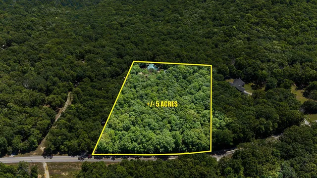 a view of a forest with trees