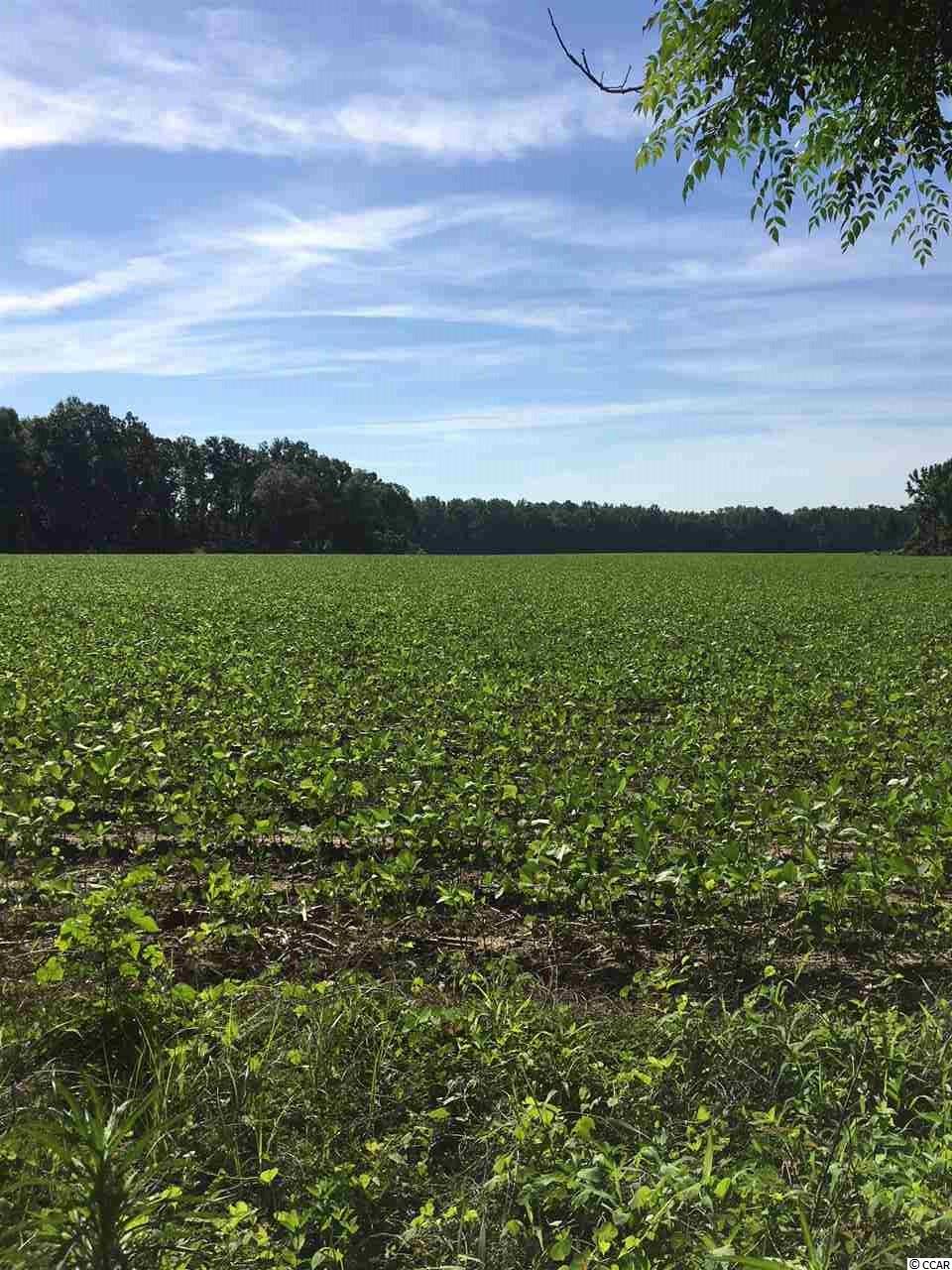 1476 Old Gapway Road Salters, SC 29590 - Photo 16 of 17 Gallery Image 16
