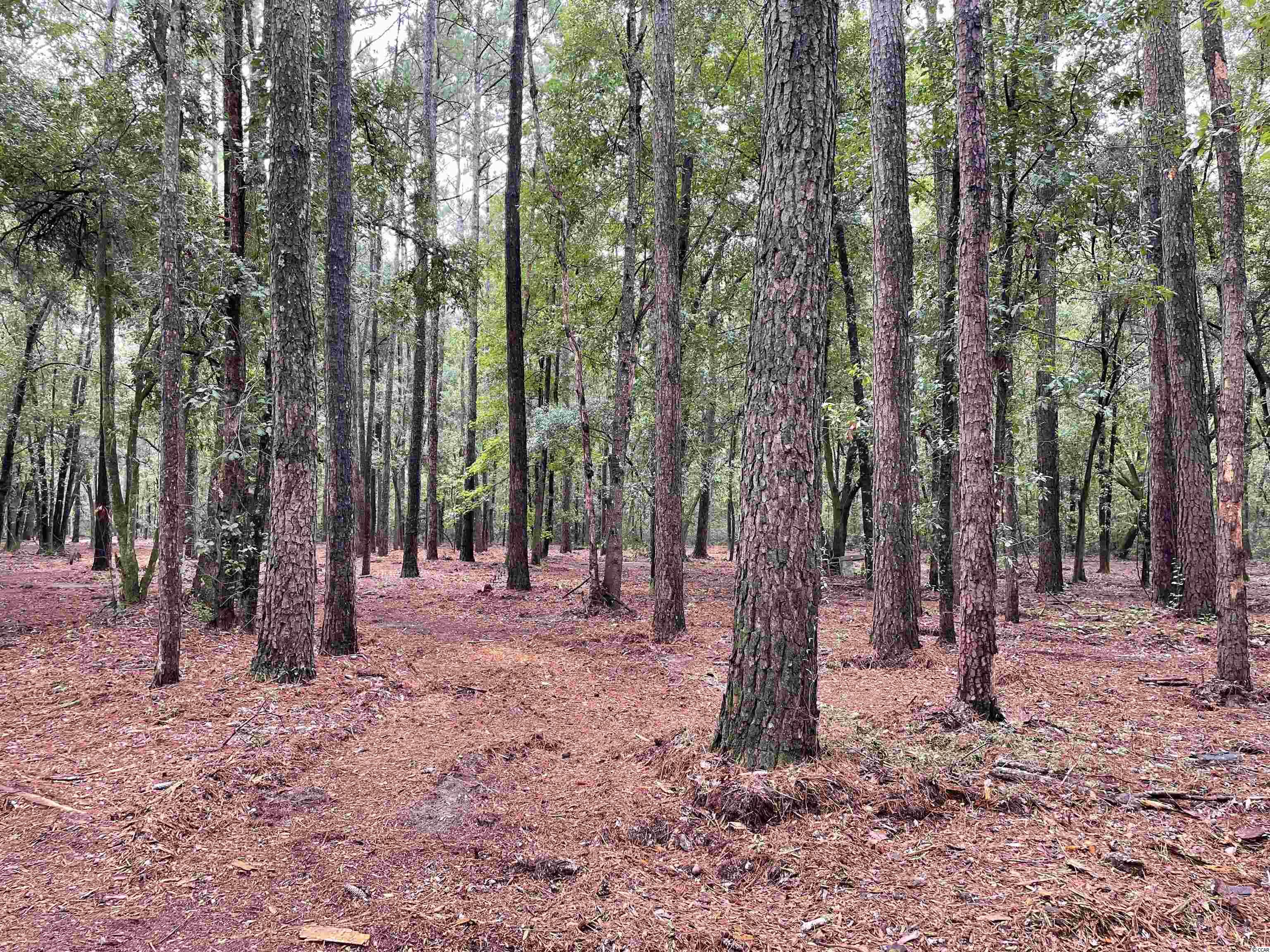 Tbt Tobias Road Manning, SC 29102 - Photo 4 of 14