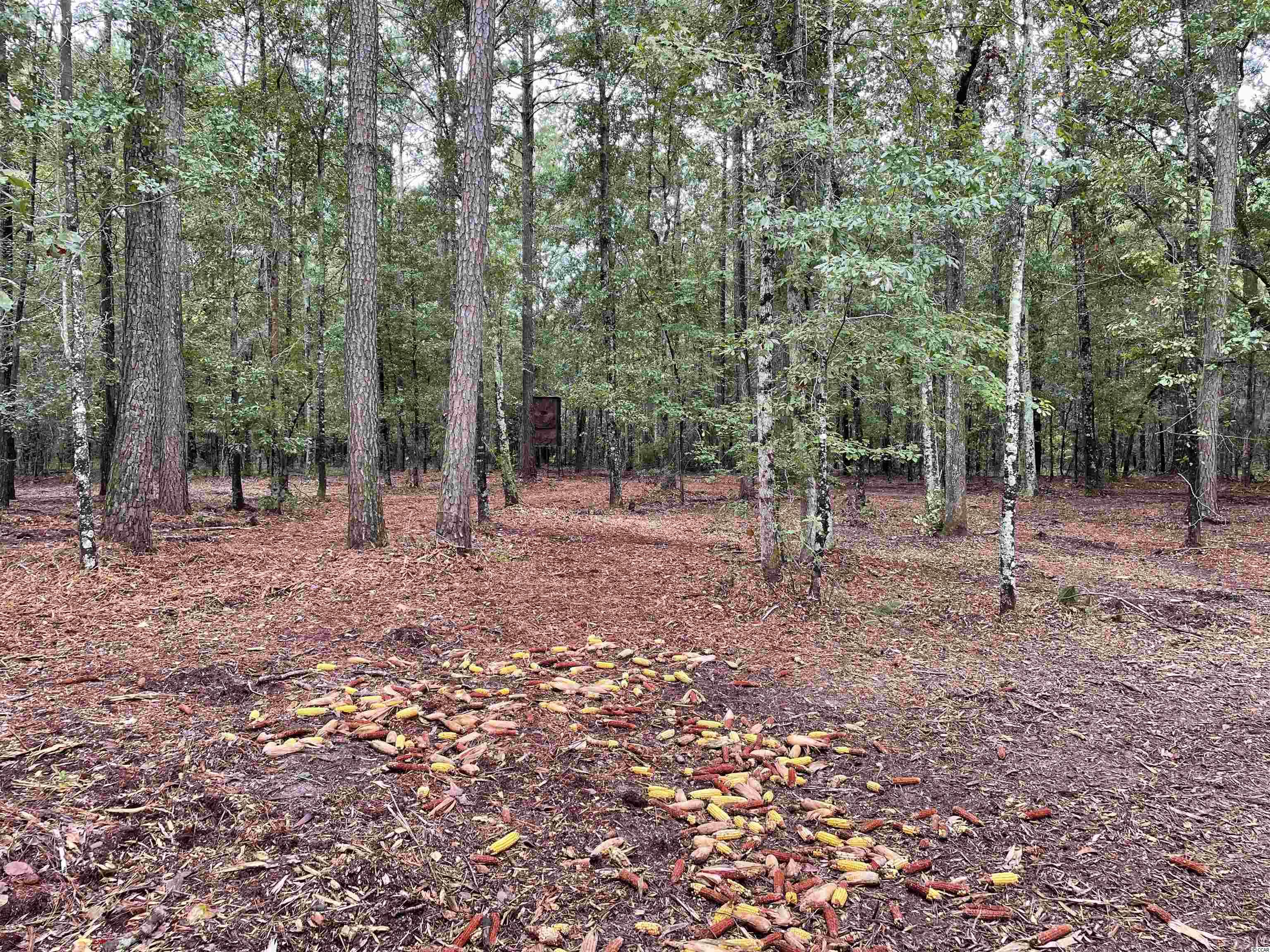 Tbt Tobias Road Manning, SC 29102 - Photo 5 of 14