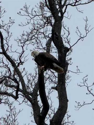a vase of flowers sitting on a table