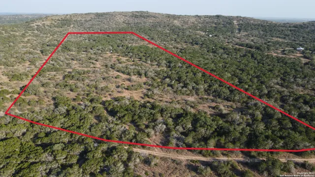 a view of a lush green space with a palm tree