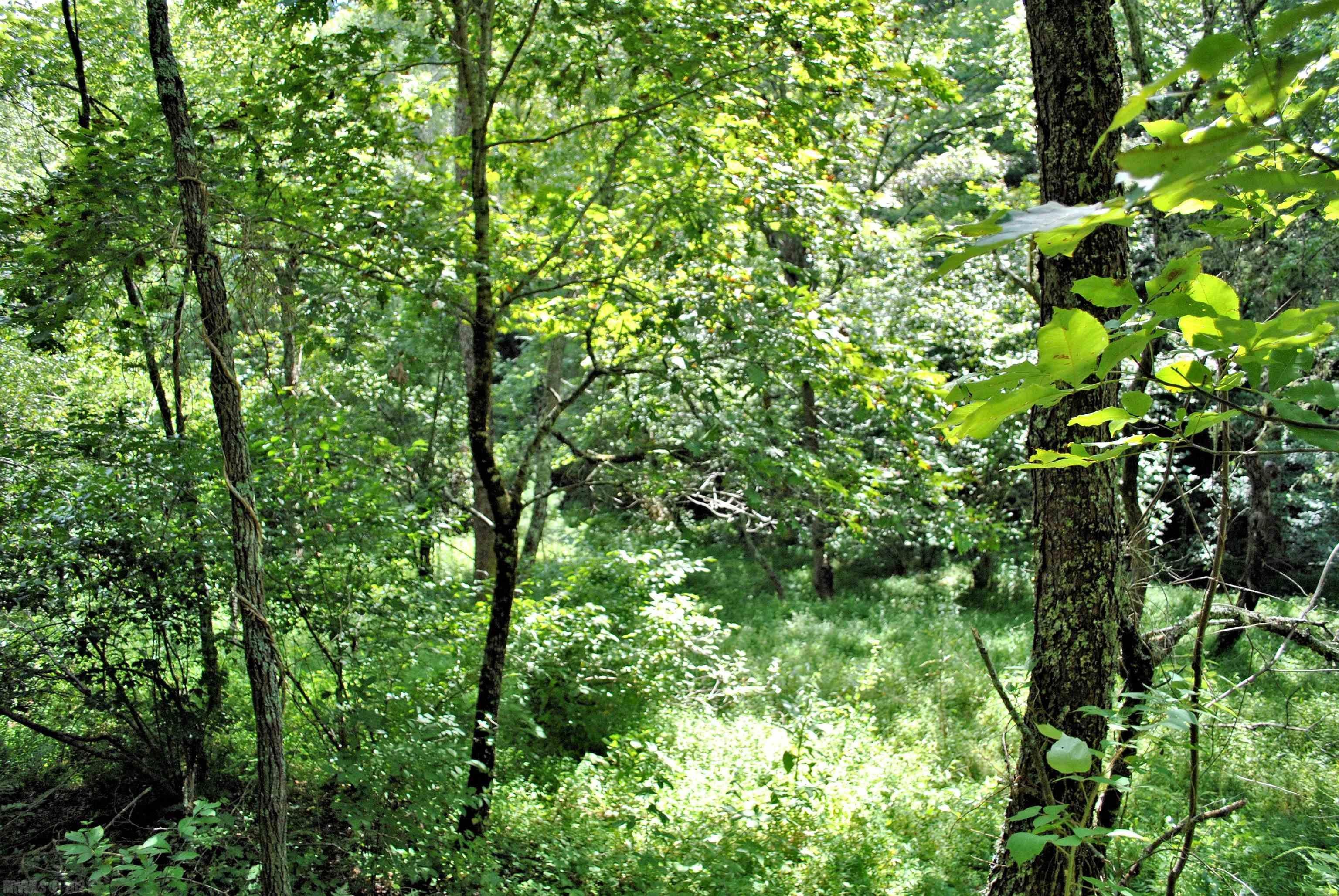 Tbd 153.054-ac Tbd 153.054-ac Chestnut Ridge Road Riner, VA 24149 - Photo 19 of 31 Gallery Image 19