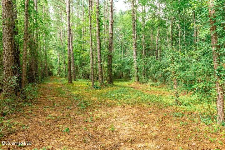 25.5-acres Canty Rayborn Road Sumrall, MS 39482 - Photo 16 of 24 20241217025541344976000000-o