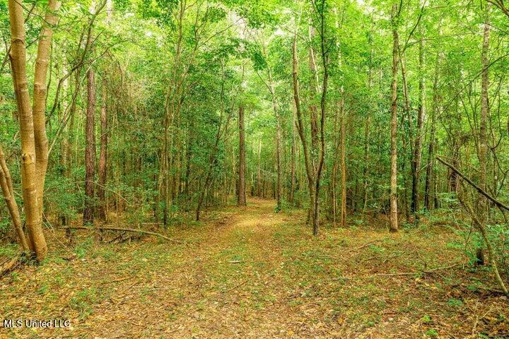 25.5-acres Canty Rayborn Road Sumrall, MS 39482 - Photo 6 of 24 20241217024303225084000000-o