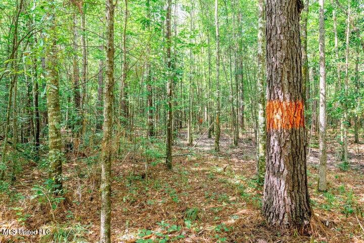 25.5-acres Canty Rayborn Road Sumrall, MS 39482 - Photo 9 of 24 20241217025511470871000000-o