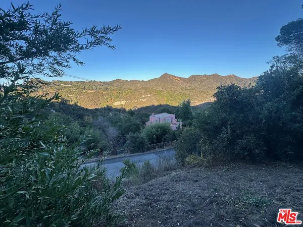 a view of a forest with a mountain