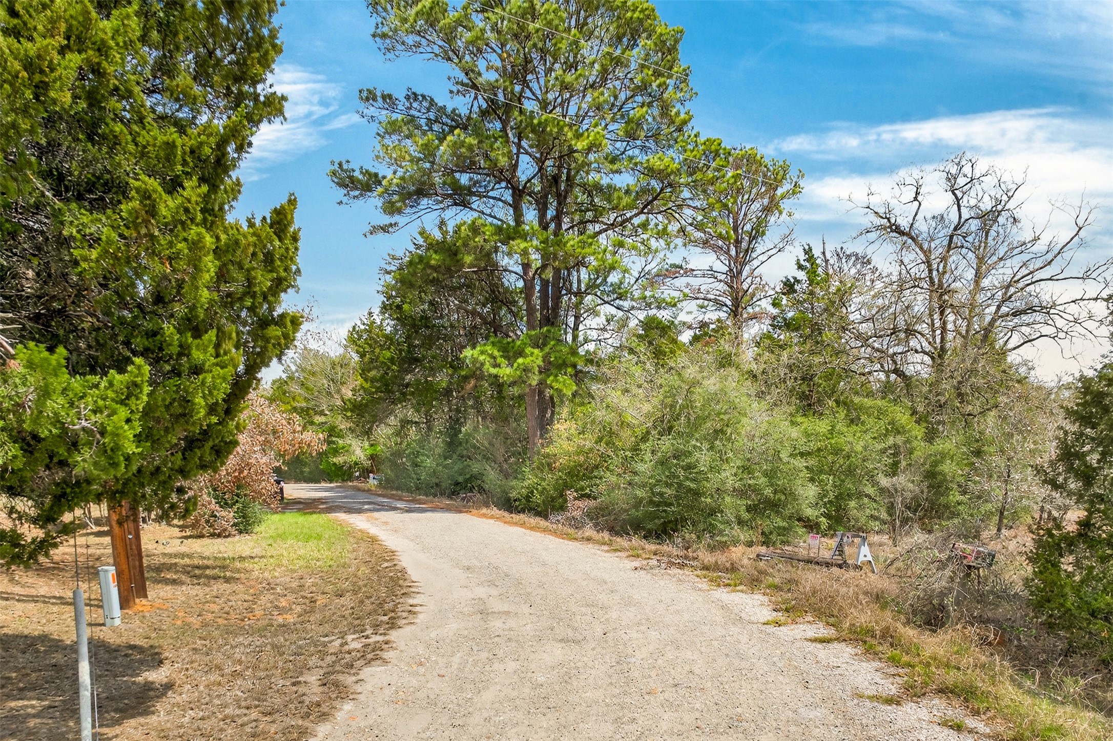 a view of a yard with plants and trees