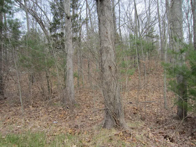 a view of a bathroom with small trees