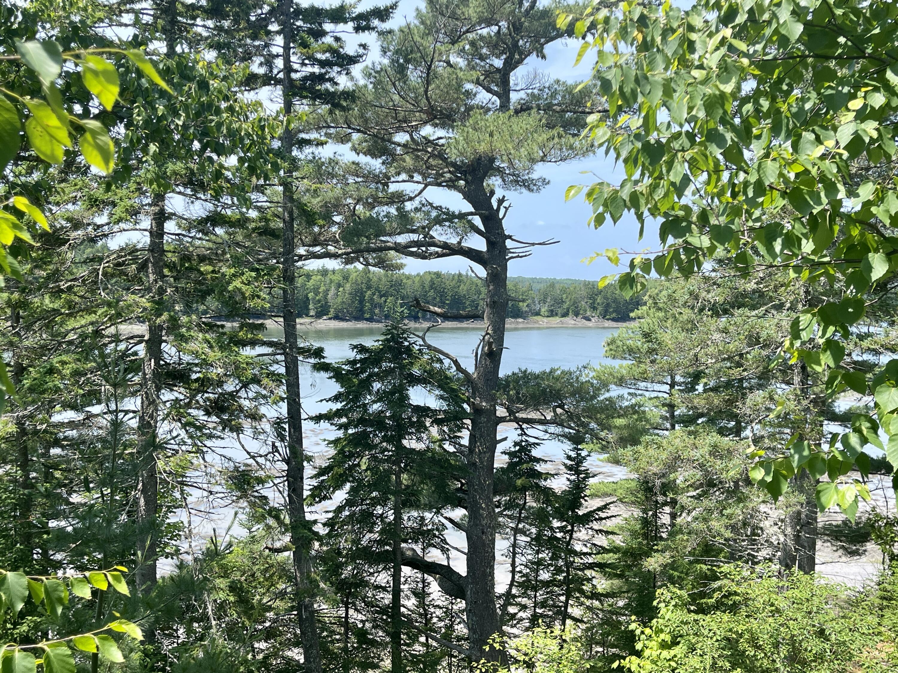 800 Straight Bay Road Lubec, ME 04652 - Photo 131 of 148 IMG_4033