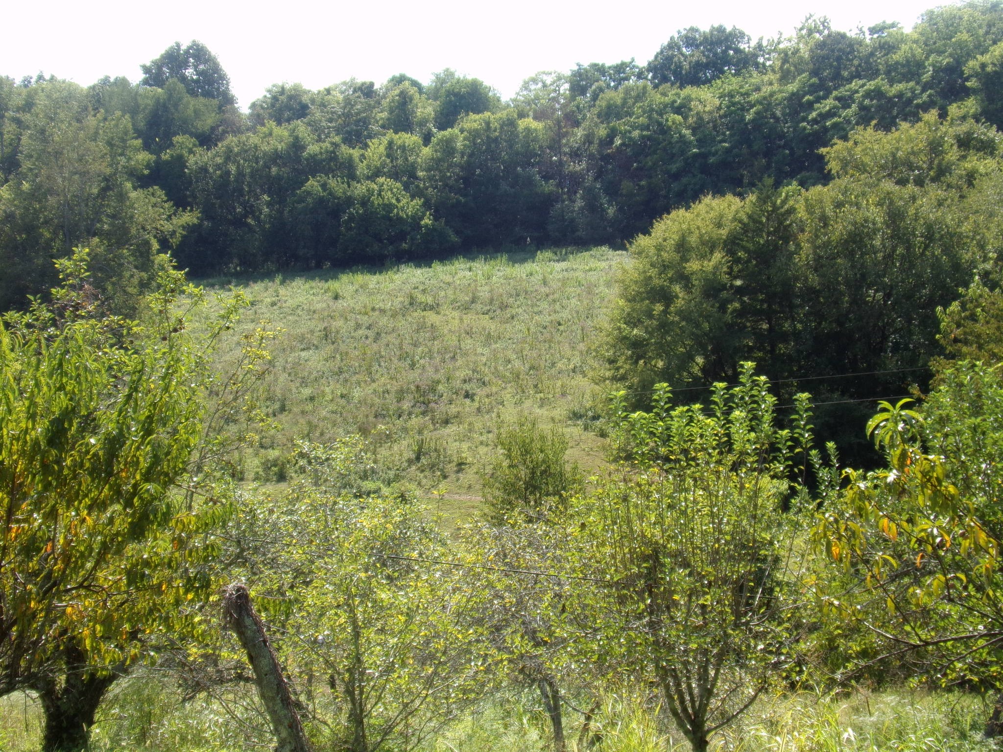 2966 Monte Murrey Road Lewisburg, TN 37091 - Photo 17 of 20 Gallery Image 17