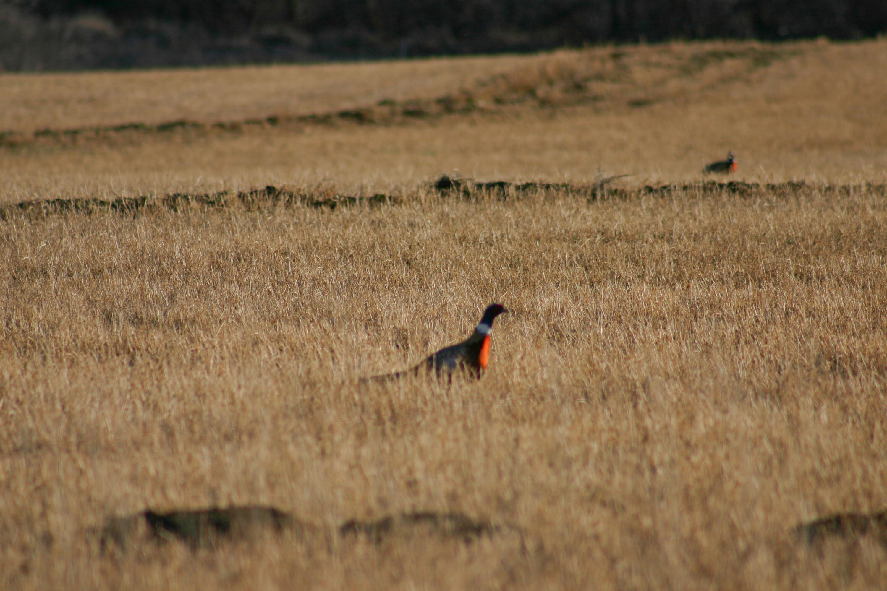 593 Lower Prairie Dog Road Sheridan, WY 82801 - Photo 53 of 142 11-21-2005-70