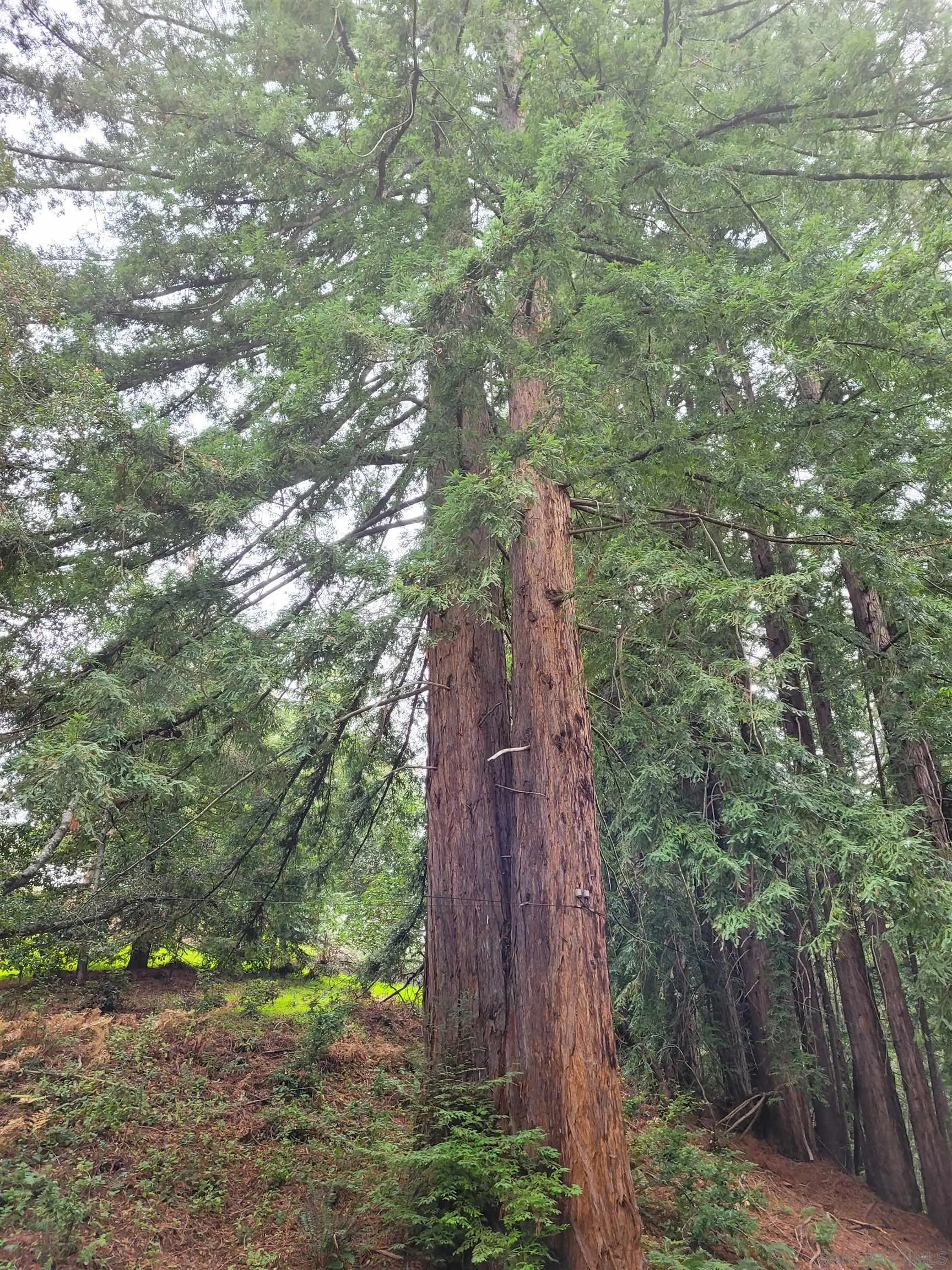 16885 Laurel Road Los Gatos, CA 95033 - Photo 29 of 40 a backyard of a house with lots of green space