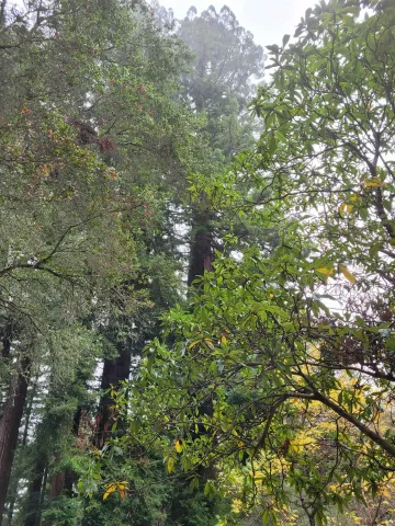 a view of a garden with plants