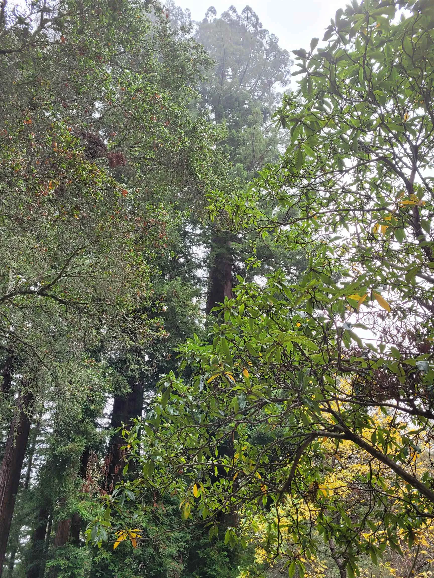 16885 Laurel Road Los Gatos, CA 95033 - Photo 31 of 40 a view of a tree