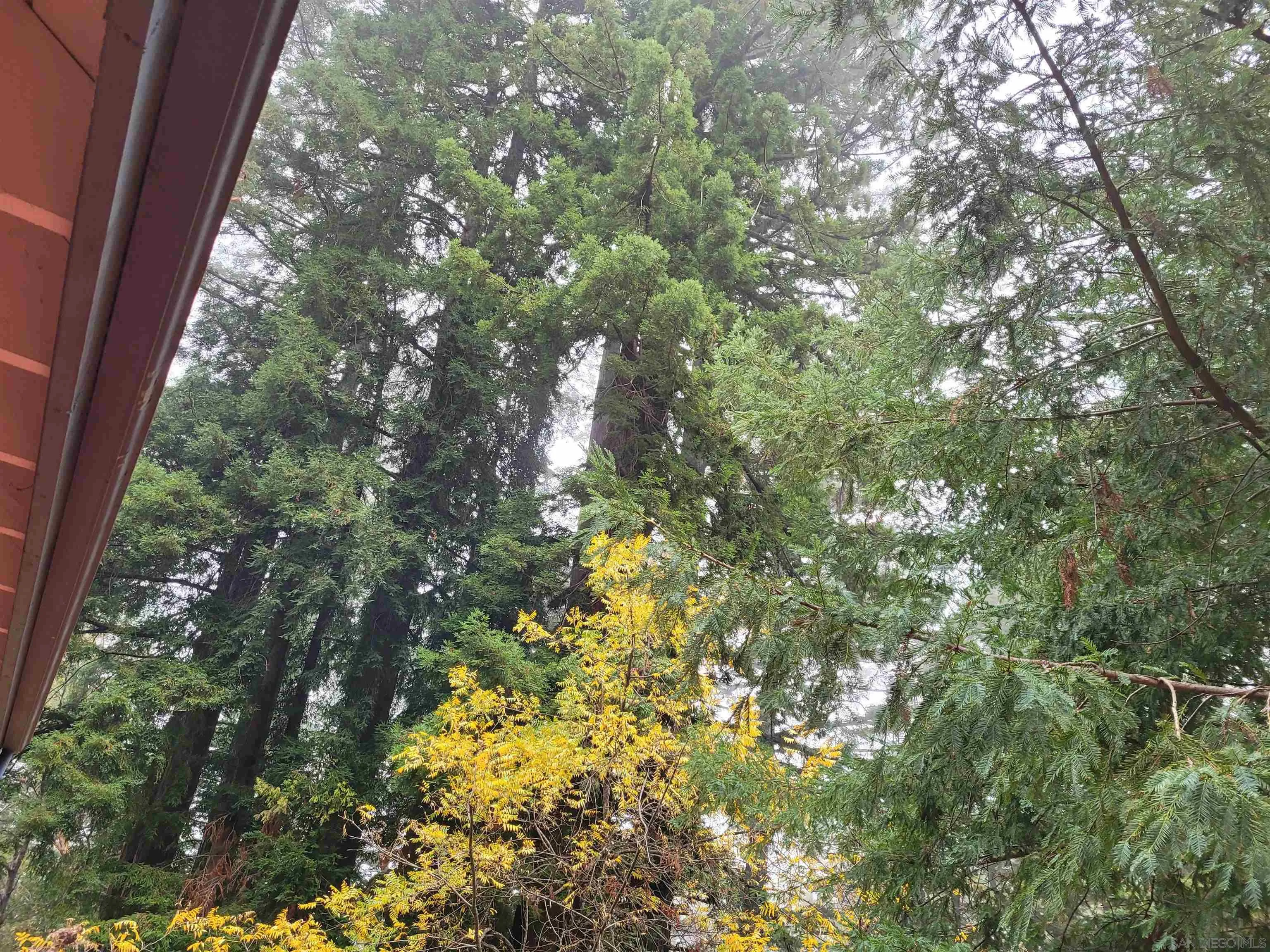 16885 Laurel Road Los Gatos, CA 95033 - Photo 35 of 40 a view of tree