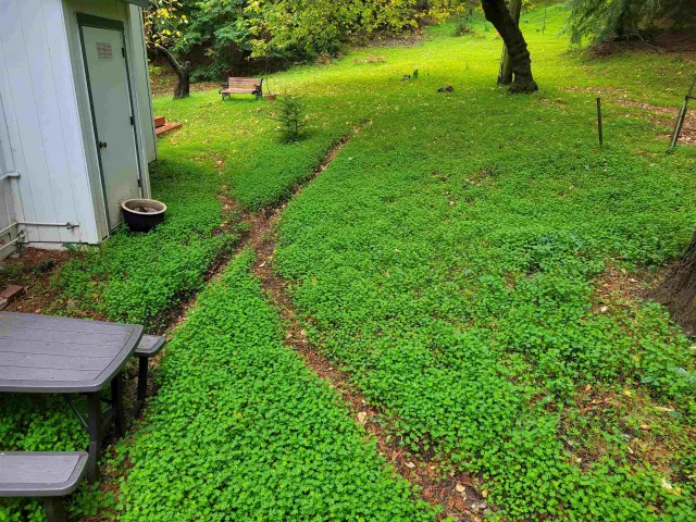 a view of a yard with plants
