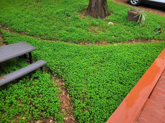 a view of yard with green space