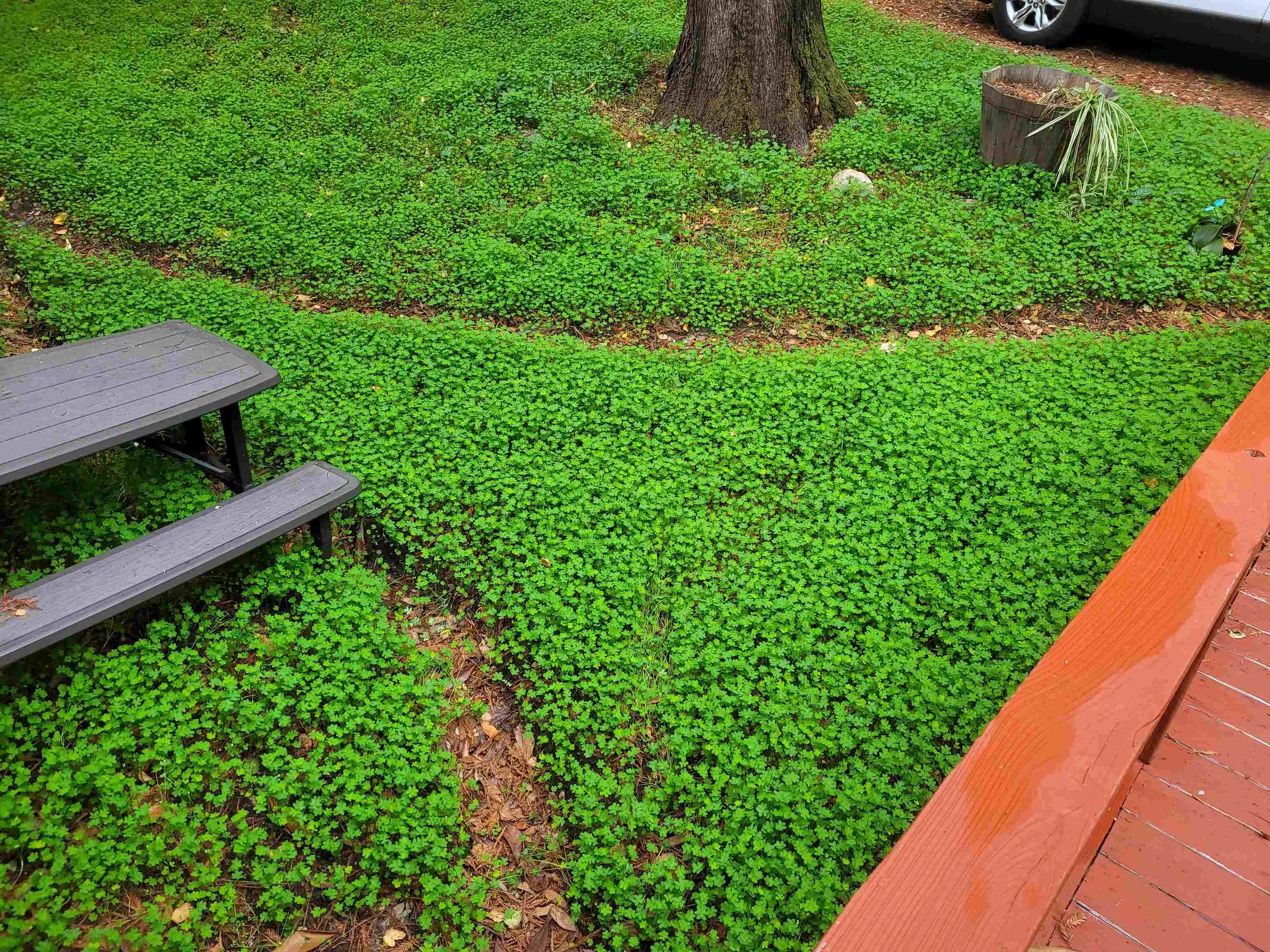 16885 Laurel Road Los Gatos, CA 95033 - Photo 39 of 40 a view of a yard with plants