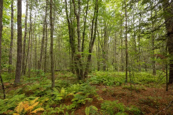 $85,000 | 7 Part Of Map Nelson Ridge Road South, Washington, ME 04574