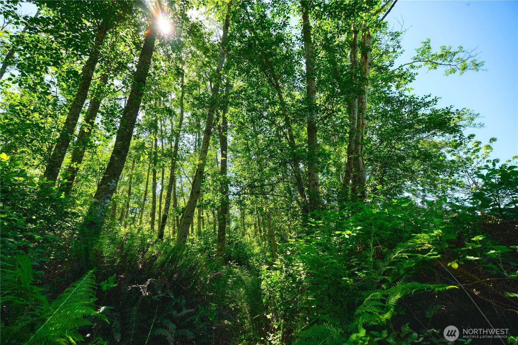6-acres South Beach Road Point Roberts, WA 98281 - Photo 11 of 20 a view of a lush green forest