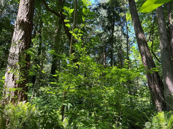 a view of a lush green forest