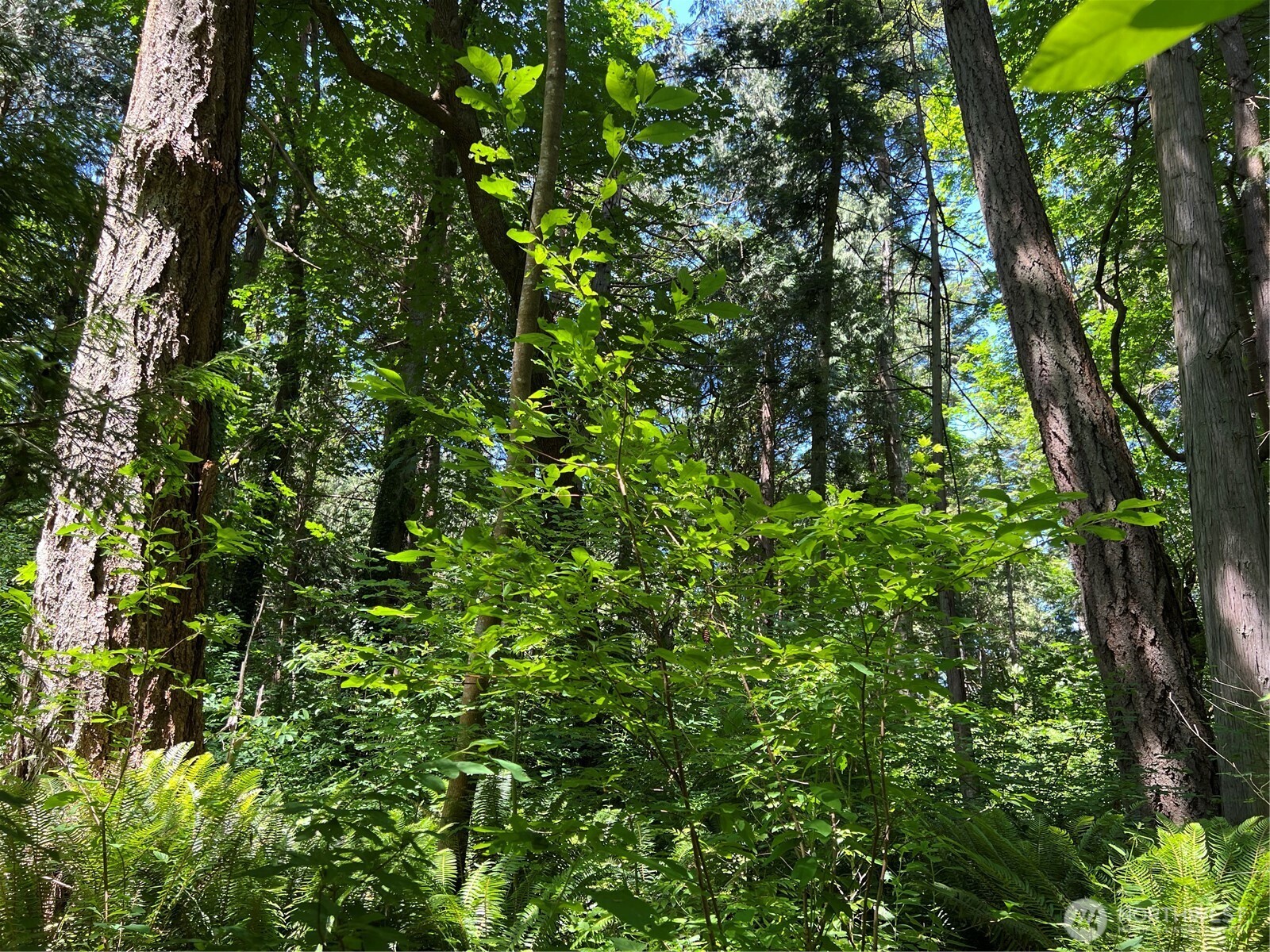 6-acres South Beach Road Point Roberts, WA 98281 - Photo 13 of 20 a view of a lush green forest