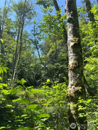 a view of forest