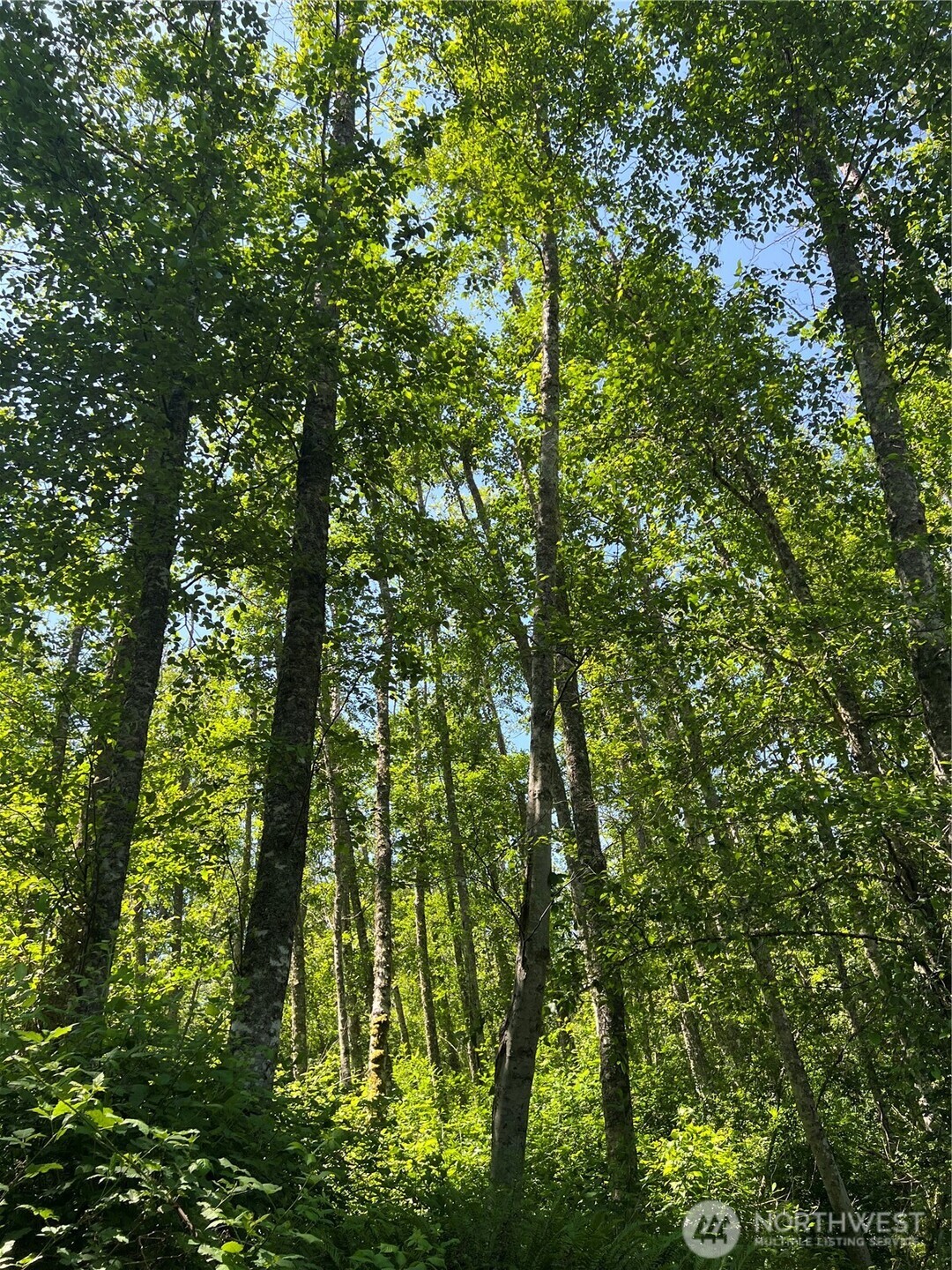 6-acres South Beach Road Point Roberts, WA 98281 - Photo 16 of 20 a view of forest