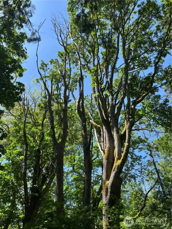 a view of a tree in a yard